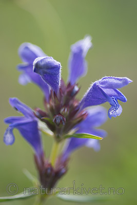 SIG_6736 / Dracocephalum ruyschiana / Dragehode