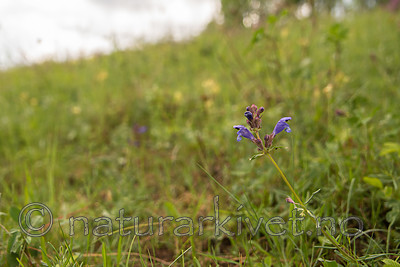 SIG_6783 / Dracocephalum ruyschiana / Dragehode