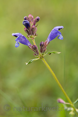 SIG_6791 / Dracocephalum ruyschiana / Dragehode