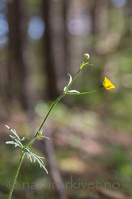 SIG_6841 / Ranunculus polyanthemos / Krattsoleie