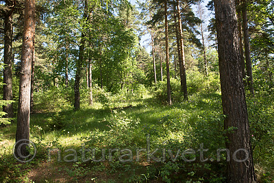 SIG_6888