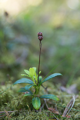 SIG_6911 / Chimaphila umbellata / Bittergrønn
