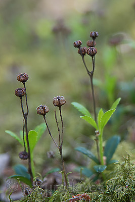 SIG_6922 / Chimaphila umbellata / Bittergrønn