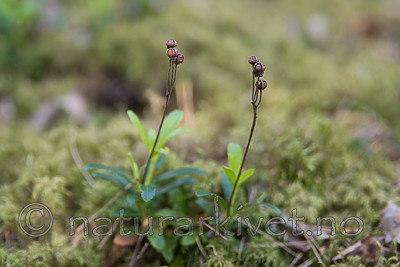 SIG_6928 / Chimaphila umbellata / Bittergrønn