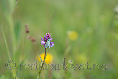 SIG_7020 / Adscita statices / Grønn metallsvermer