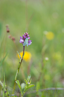 SIG_7021 / Adscita statices / Grønn metallsvermer