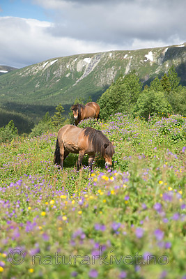 SIG_7108 / Equus caballus / Hest