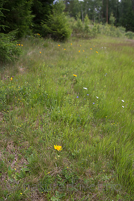 SIG_7183 / Arnica montana / Solblom