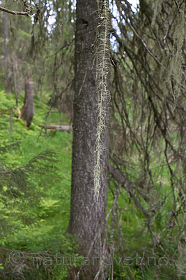 SIG_7239 / Usnea longissima / Huldrestry