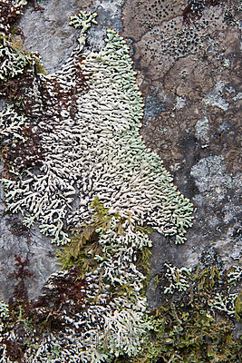 SIG_7277 / Menegazzia terebrata / Skoddelav