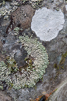 SIG_7281 / Menegazzia terebrata / Skoddelav