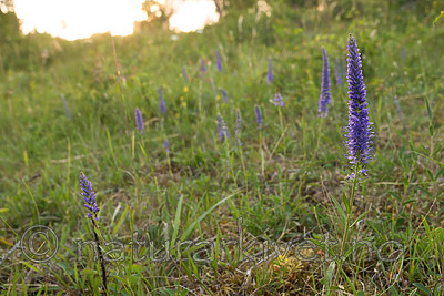 SIG_7297 / Veronica spicata / Aksveronika