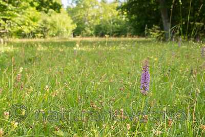 SIG_7459 / Gymnadenia conopsea / Brudespore