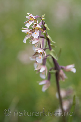 SIG_7504 / Epipactis palustris / Myrflangre