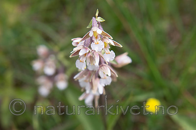 SIG_7511 / Epipactis palustris / Myrflangre