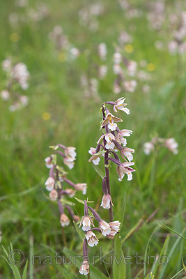 SIG_7534 / Epipactis palustris / Myrflangre