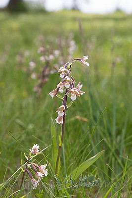 SIG_7544 / Epipactis palustris / Myrflangre