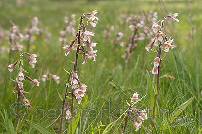 SIG_7549 / Epipactis palustris / Myrflangre