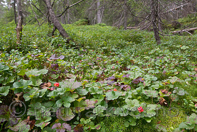SIG_7618 / Rubus chamaemorus / Molte