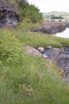 SIG_7654 / Centaurium littorale / Tusengylden