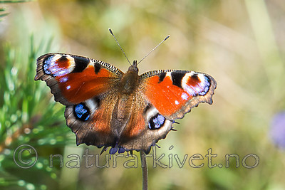 SIG_7730 / Aglais io / Dagpåfugløye