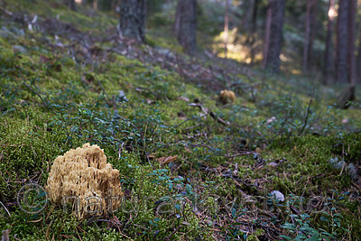 SIG_7918 / Ramaria sanguinea / Blodflekkorallsopp