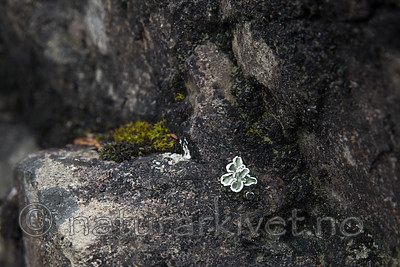 SIG_8134 / Squamarina gypsacea