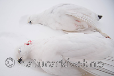 SIG_8636 / Lagopus lagopus / Lirype