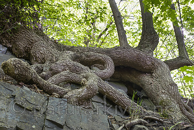 SIG_8886 / Ulmus glabra / Alm