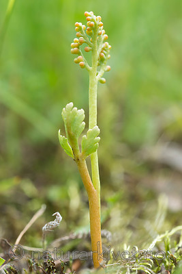 SIG_8999 / Botrychium matricariifolium / Huldrenøkkel