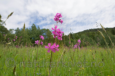 SIG_9036 / Viscaria vulgaris / Engtjæreblom