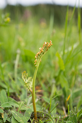 SIG_9078 / Botrychium matricariifolium / Huldrenøkkel