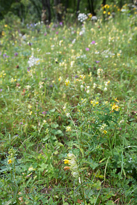 SIG_9216 / Rhinanthus angustifolius / Storengkall