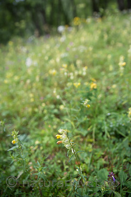 SIG_9220 / Rhinanthus angustifolius / Storengkall