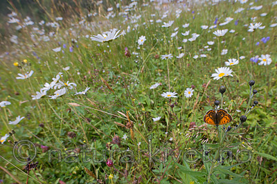 SIG_9372 / Lycaena virgaureae / Oransjegullvinge