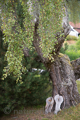 SIG_9690 / Betula pendula / Hengebjørk
