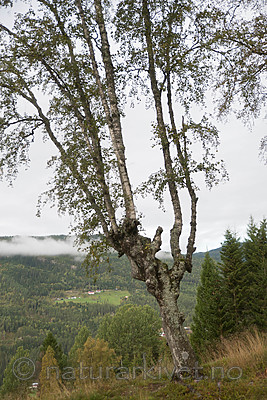 SIG_9958 / Betula pubescens pubescens / Dunbjørk