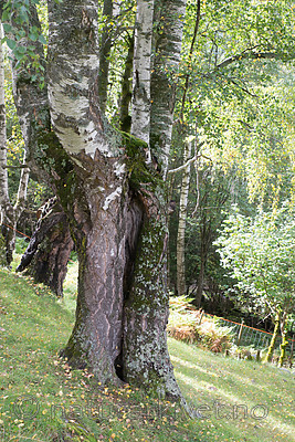 SIG_9974 / Betula pubescens pubescens / Dunbjørk