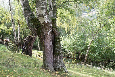 SIG_9975 / Betula pubescens pubescens / Dunbjørk