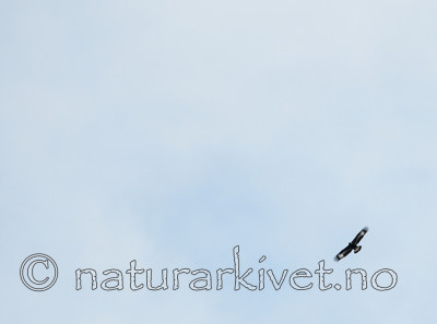 SIR_0019 / Aquila chrysaetos / Kongeørn