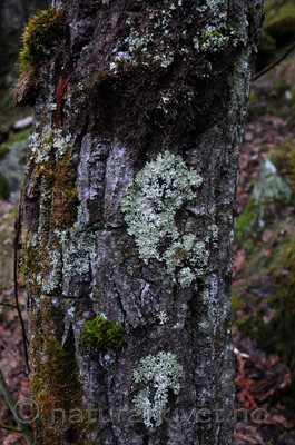 SIR_0162 / Menegazzia terebrata / Skoddelav