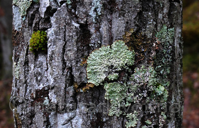 SIR_0168 / Menegazzia terebrata / Skoddelav