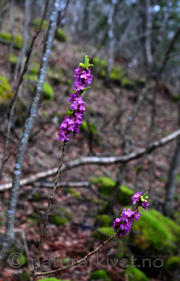 SIR_0173 / Daphne mezereum / Tysbast