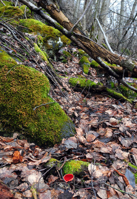 SIR_0199 / Sarcoscypha coccinea