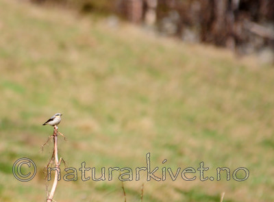 SIR_0270 / Oenanthe oenanthe / Steinskvett