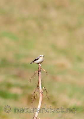 SIR_0270_2 / Oenanthe oenanthe / Steinskvett