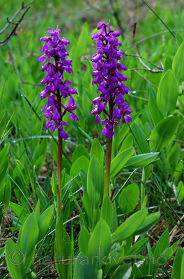 SIR_0499 / Orchis mascula / Vårmarihand