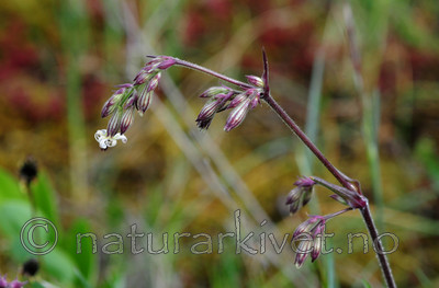 SIR_0547 / Silene nutans / Nikkesmelle