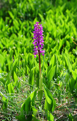 SIR_0556 / Orchis mascula / Vårmarihand