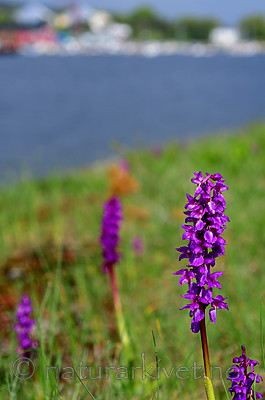 SIR_0560 / Orchis mascula / Vårmarihand